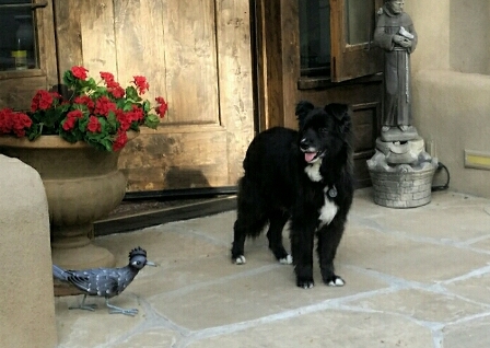 gracie stevie 1